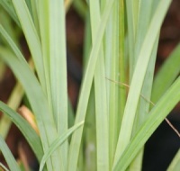 Carex lurida 'Silver'