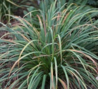 Carex mertensii NNS 07-98