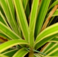 Carex morrowii 'Gilt'