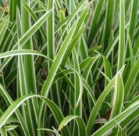 Carex morrowii 'Ice Dance'