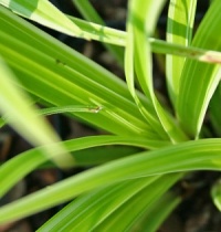 Carex morrowii 'Variegata'