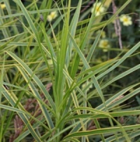 Carex muskingumensis 'Oehme'