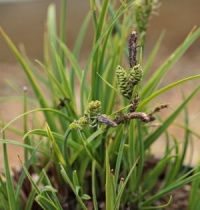 Carex nigra 'On-Line'