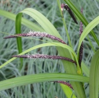 Carex obnupta