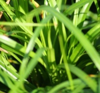 Carex oshimensis