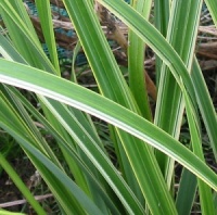 Carex pendula 'Cool Jazz'