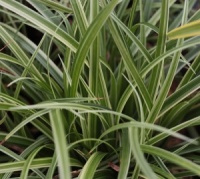 Carex 'Silver Sceptre'