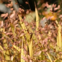 Chasmanthium latifolium