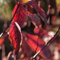 Cornus alba 'Kesselringii'