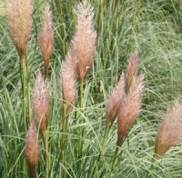 Cortaderia selloana 'Patagonia'