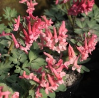 Corydalis solida 'Dieter Schacht'