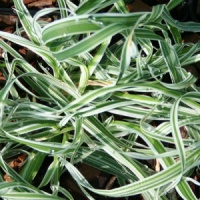 Dactylis glomerata 'Variegata'