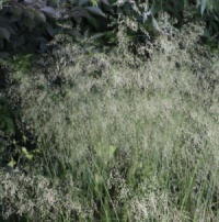 Deschampsia cespitosa 'Tautr�ger'