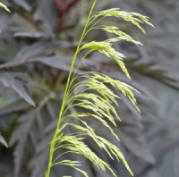 Deschampsia cespitosa 'Goldschleier'