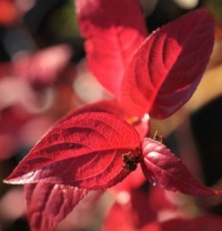 Diervilla sessilifolia