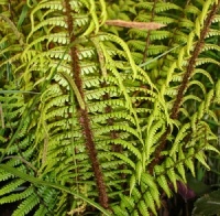 Dryopteris wallichiana