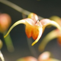 Epimedium 'Amber Queen'