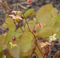 Epimedium 'Black Sea'