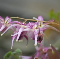 Epimedium 'Buckland Spider'
