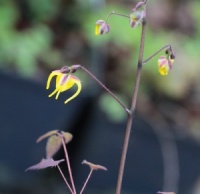 Epimedium davidii