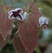 Epimedium epsteinii