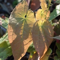 Epimedium franchetii 'Brimstone Butterfly'