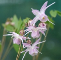 Epimedium grandiflorum 'Akebono'