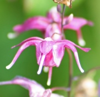 Epimedium grandiflorum 'Lilafee'