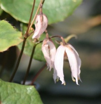 Epimedium leptorrhizum