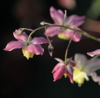 Epimedium x versicolor 'Discolor'