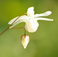 Epimedium x youngianum 'Shikinomai'