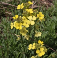 Erysimum 'Golden Jubilee'