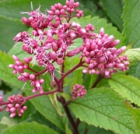 Eupatorium maculatum 'Riesenschirm'