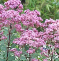 Eupatorium maculatum Atropurpureum Group