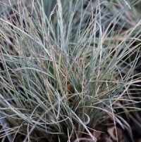 Festuca glauca 'Eisvogel'