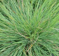 Festuca glauca 'Seeigel'