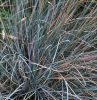 Festuca glauca 'Uchte'