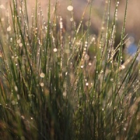 Festuca glauca 'Elijah Blue'