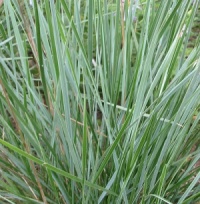 Festuca paniculata