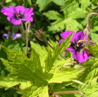 Geranium 'Ann Folkard'