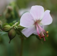 Geranium x cantabrigiense 'Hilary Rendall'