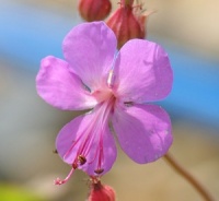 Geranium x cantabrigiense 'Rosalina'
