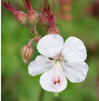 Geranium x cantabrigiense 'St Ola'