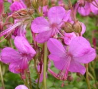 Geranium x cantabrigiense 'Westray'