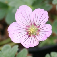 Geranium cinereum 'Alice'
