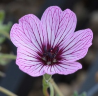 Geranium cinereum 'Ballerina'