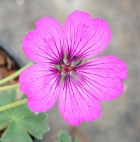 Geranium cinereum 'Carol'