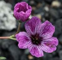 Geranium cinereum 'Lawrence Flatman'