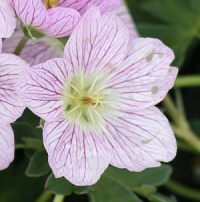 Geranium cinereum 'Lizabeth'