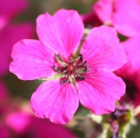 Geranium cinereum 'Signal'